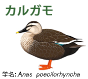 カルガモ
