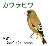 カワラヒワ
