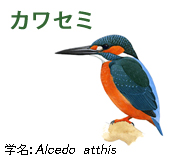 カワセミ
