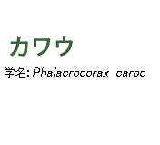 カワウ