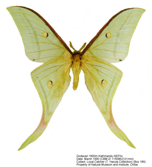 【ペア】ヨナグニサン モス蛾ガモルフォ蝶蛇トンボゼミセミ 世界最大の蛾を想像できない建物 - 与那国町、アヤミハビル館の