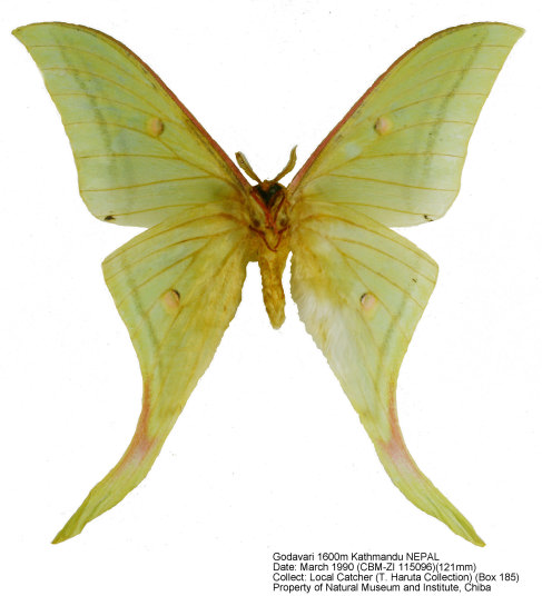 【LAST個体】ピカソモスタナバタユタカヤガ蛾ルナモスミズアオモルフォチョウアゲ LAST個体】ピカソモスタナバタユタカヤガ蛾ルナモスミズアオ