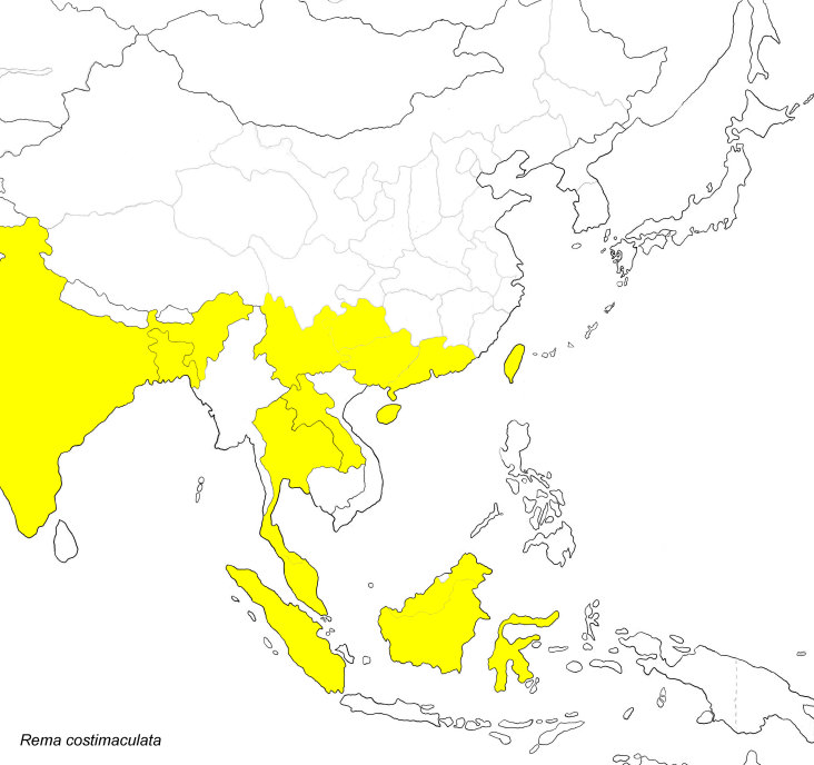 Rema Map Rema costimaculata Guenee