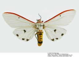 蛾の写真