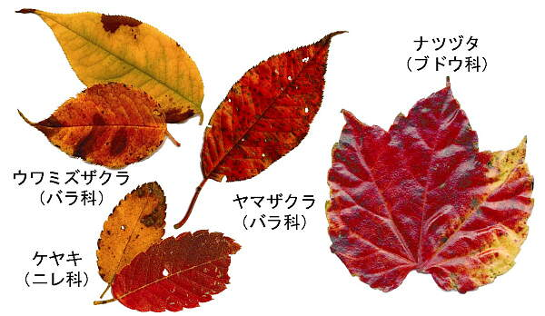 秋の葉の彩り