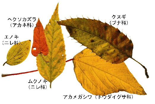 秋の葉の彩り