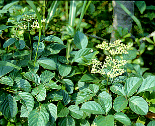 繁茂するつる植物