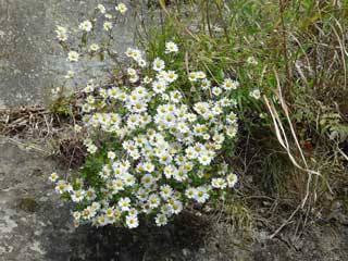 野菊の花