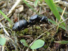モリアオガエルのメス