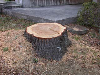 ヒマラヤスギの切り株