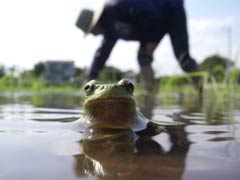 ニホンアマガエル