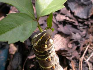 ヤブガラシを食べるセスジスズメの幼虫