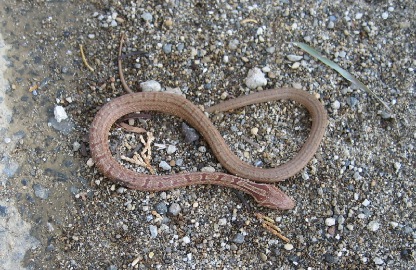 シマヘビの幼蛇