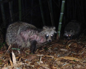 疥癬 タヌキ タヌキの生態と疥癬症について。ヒトにもうつる！？