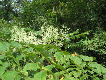 タラノキの花