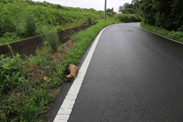 またアナグマが