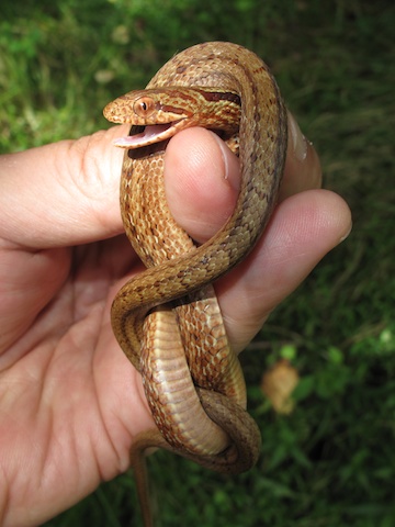 シマヘビ幼蛇