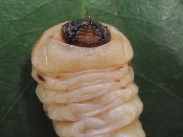 カミキリ幼虫