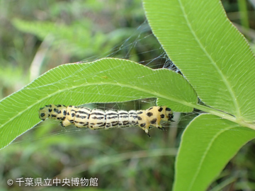 エダシャク トンボ ヒロ オビ 【保存版】生き物図鑑 68.ヒロオビトンボエダシャク！！