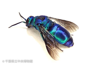 クロバネセイボウ 