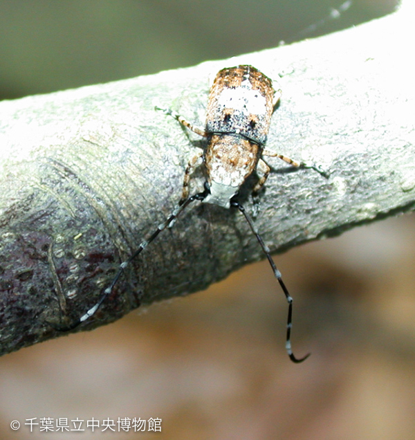 触角の長い雄のシロヒゲナガゾウムシ