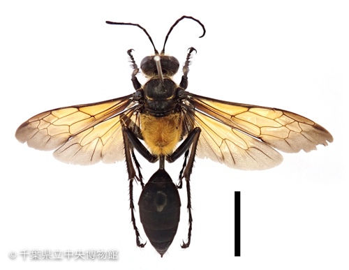 清澄産キンモウアナバチの標本（黒いバーは１ｃｍ）