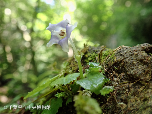 花茎に毛が密生したケイワタバコ