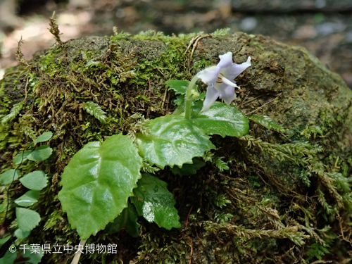 １輪だけ咲いたケイワタバコ