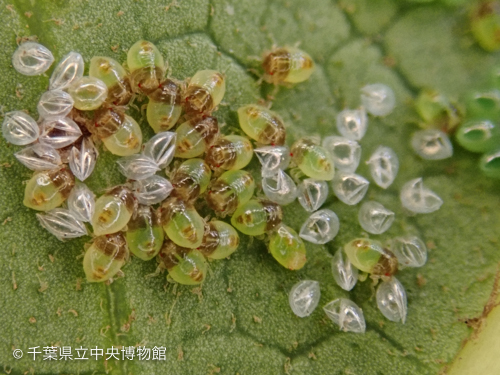 ついに三島小でも孵化を確認