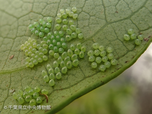 卵の色のグラデーション