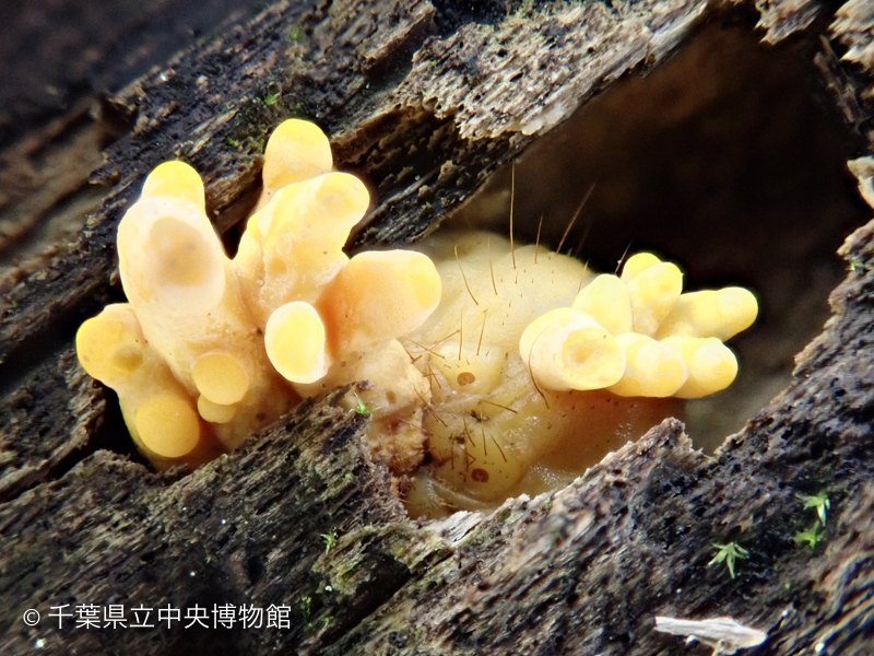 朽ち木の中に隠れているコガネムシ類の幼虫からキノコが生えている