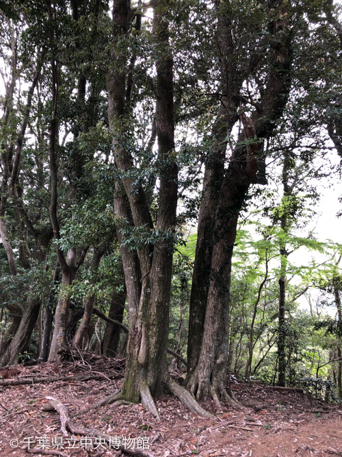 トホシニセマルノミハムシが見つかったスダジイ