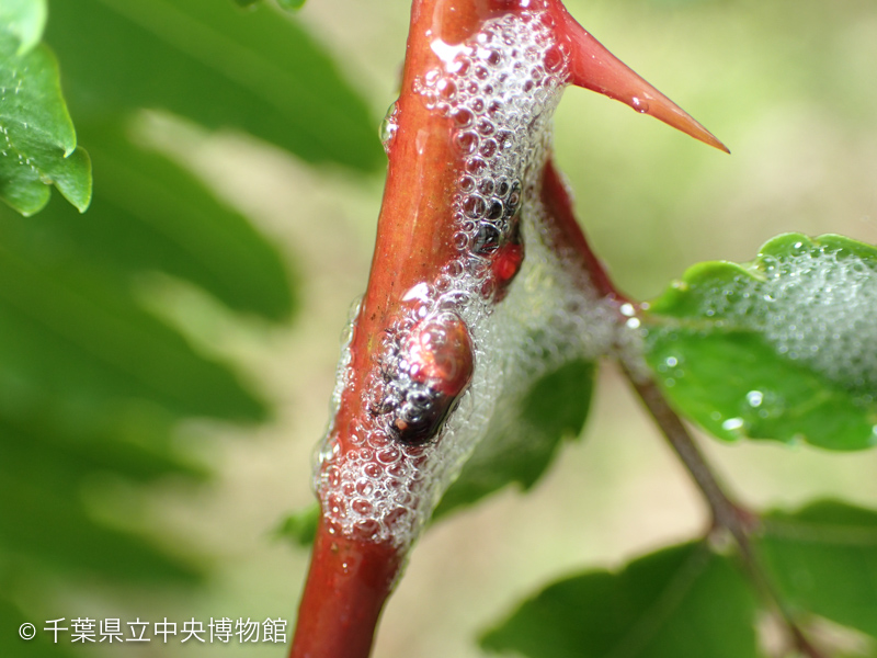 泡の中から現れた赤と黒の目立つ色をしたシロオビアワフキの幼虫