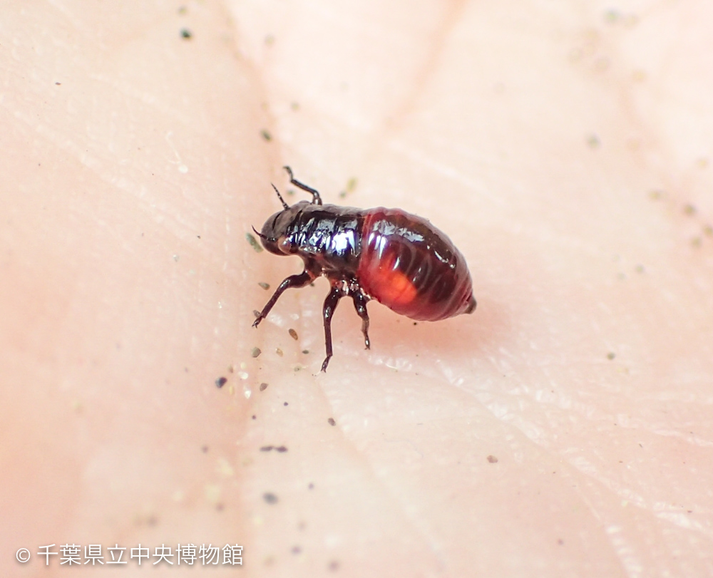 派手なシロオビアワフキの幼虫