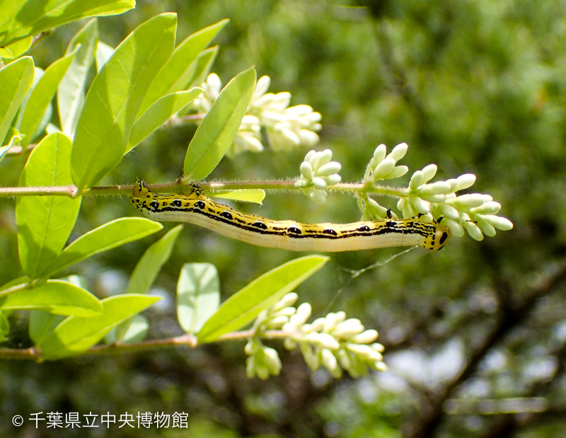 イボタノキのつぼみにいたヒロバトガリエダシャクの幼虫