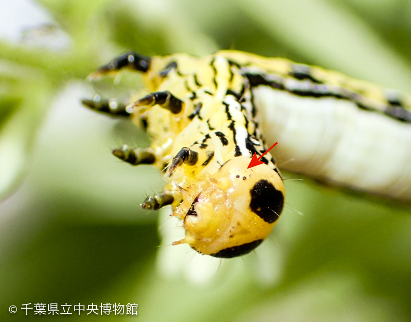 ヒロバトガリエダシャク幼虫の目