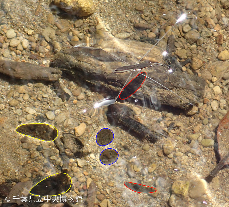 水底に写るオオアメンボの脚の影