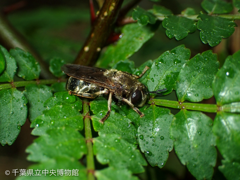 雨宿り中のヒゲナガアリスアブ