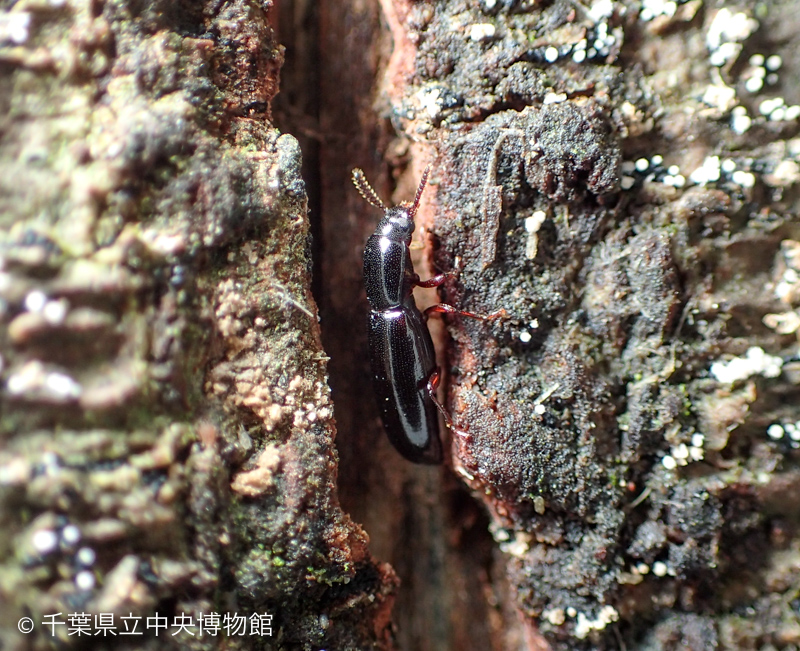 アカメガシワの樹皮の割れ目に潜むクロホソゴミムシダマシ