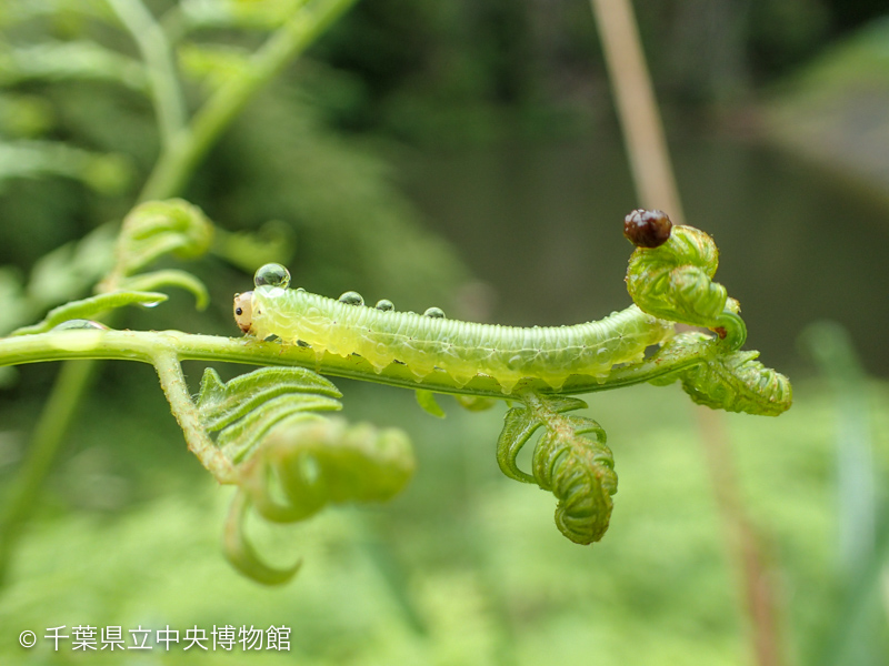 水玉を乗せたワラビハバチの幼虫