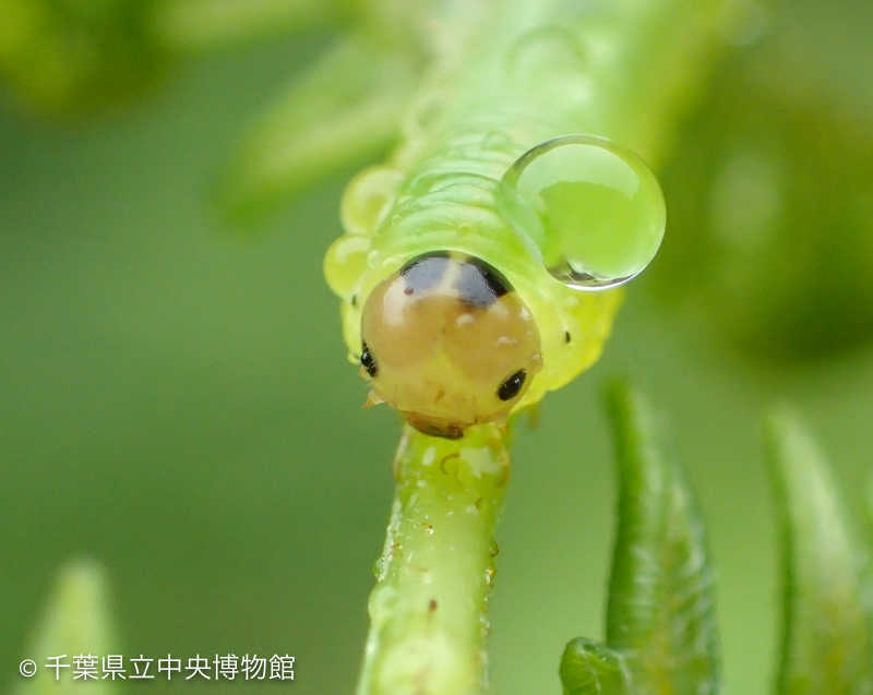 パンダのような幼虫の目