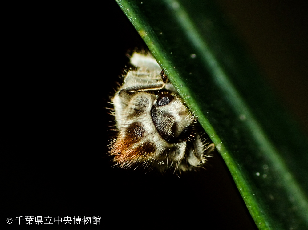 胸にあるトサカのような立派な毛