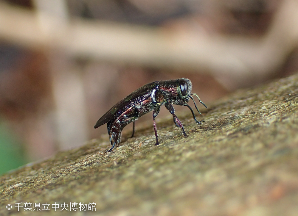 産卵中のムツボシタマムシを横から見たところ