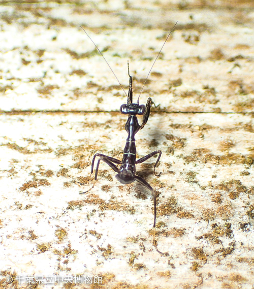 ヒメカマキリの初齢幼虫