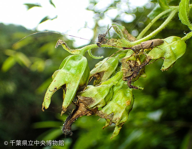 触角を前に伸ばして葉の上にとまるハスオビヒゲナガカミキリ