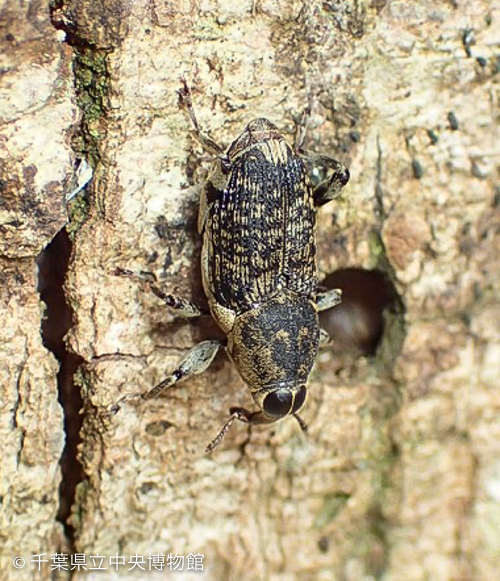 マテバシイ立ち枯れに止まるトウキョウクモゾウムシ