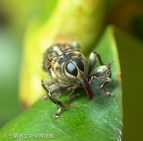 トウキョウクモゾウムシのゆかいな顔