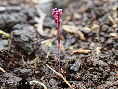 ホンゴウソウの草姿