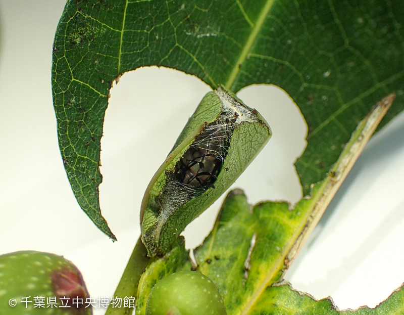 ようしつを作るニジオビベニアツバの幼虫