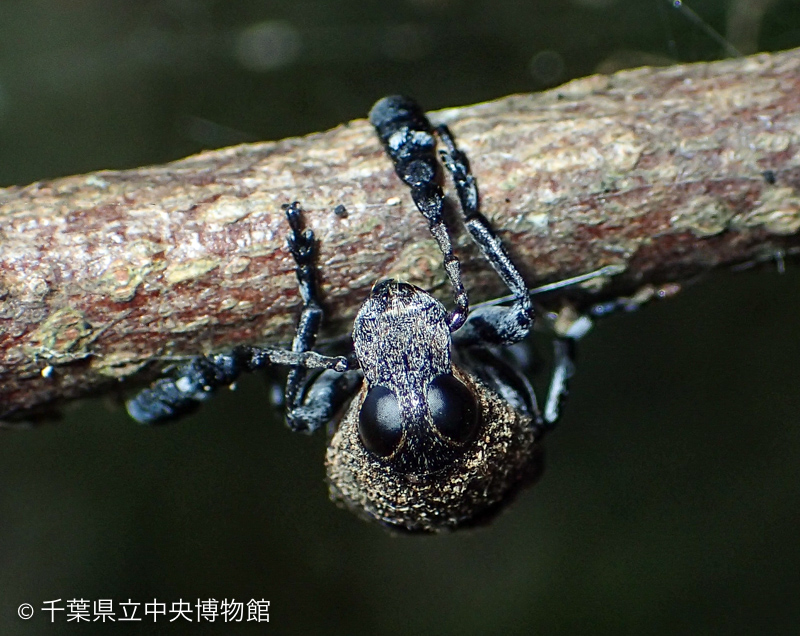 触角を枝に付けて止まっているシリジロヒゲナガゾウムシ